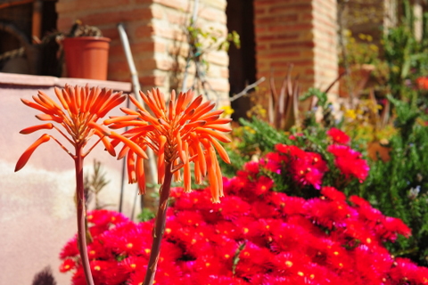 Aloe Saponaria, superb ground cover or specimen plant for any dry spanish garden